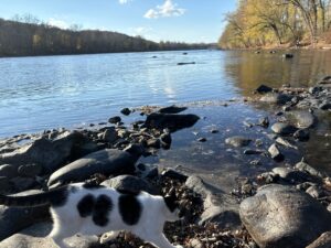 Photograph of riverside, with cat in foreground, taken during a walk reflecting on personal agency
