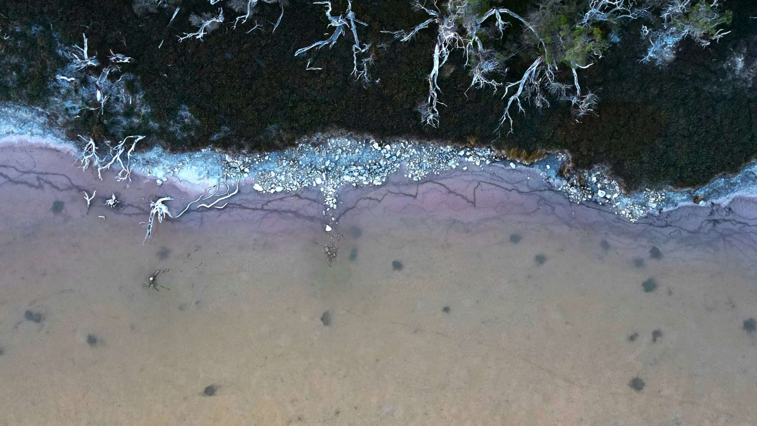 Photograph of tide pool with diverse marine life during low tide