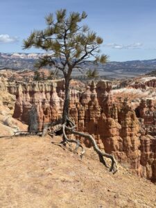 Photo of a limber pine tree in bryce canyon