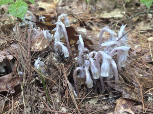 Photograph of Indian Pipe plants on forrest floor
