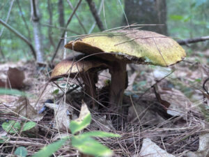 Photograph of yellow mushroom blooms on a forest floor