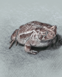 Illustration of a bullfrog sitting.